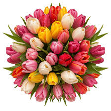 Tulips Flower Bouquet