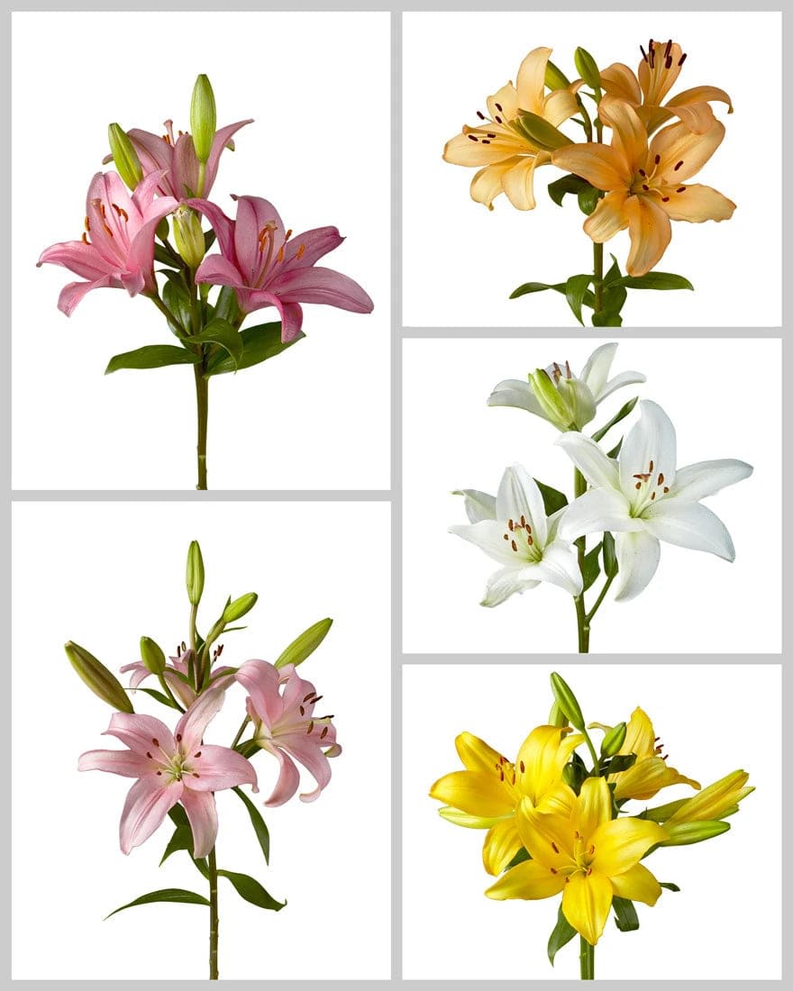 Lily Asiatic Flower Bouquet