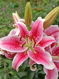 Lily Oriental Flower Bouquet