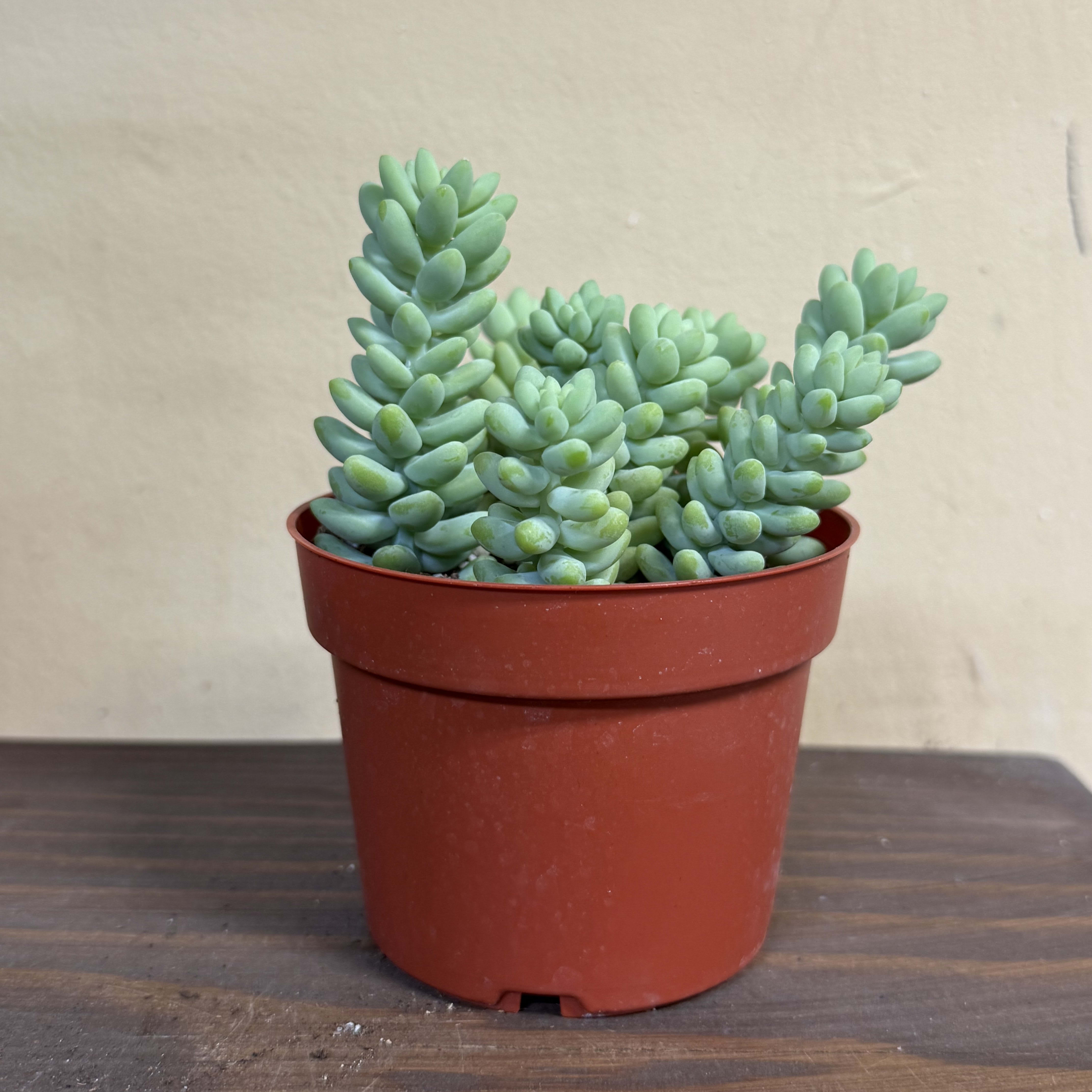 Burro's Tale Plant (4 inch)