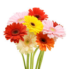 Gerberas Flower Bouquet