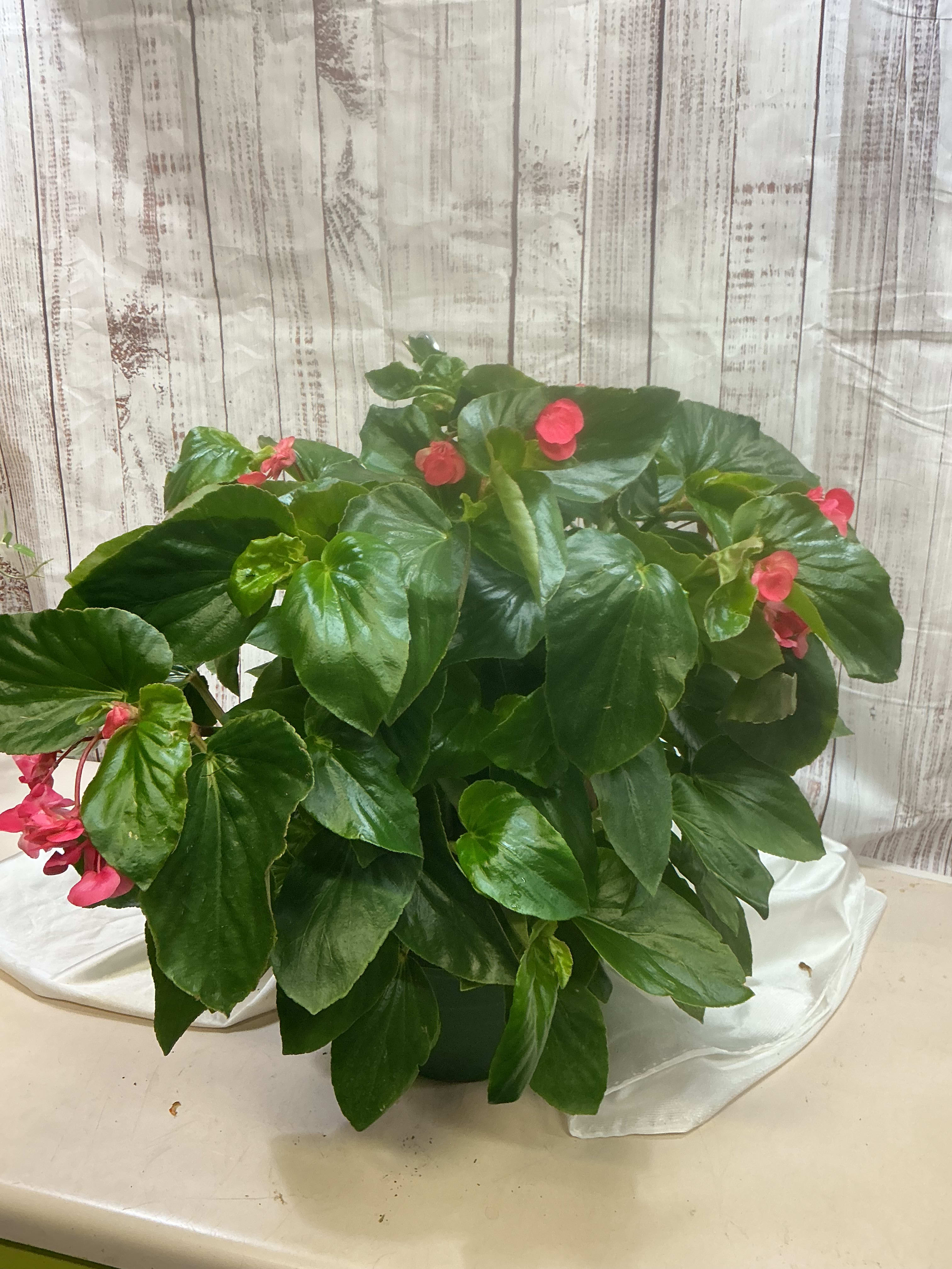 Angel Wing Begonia