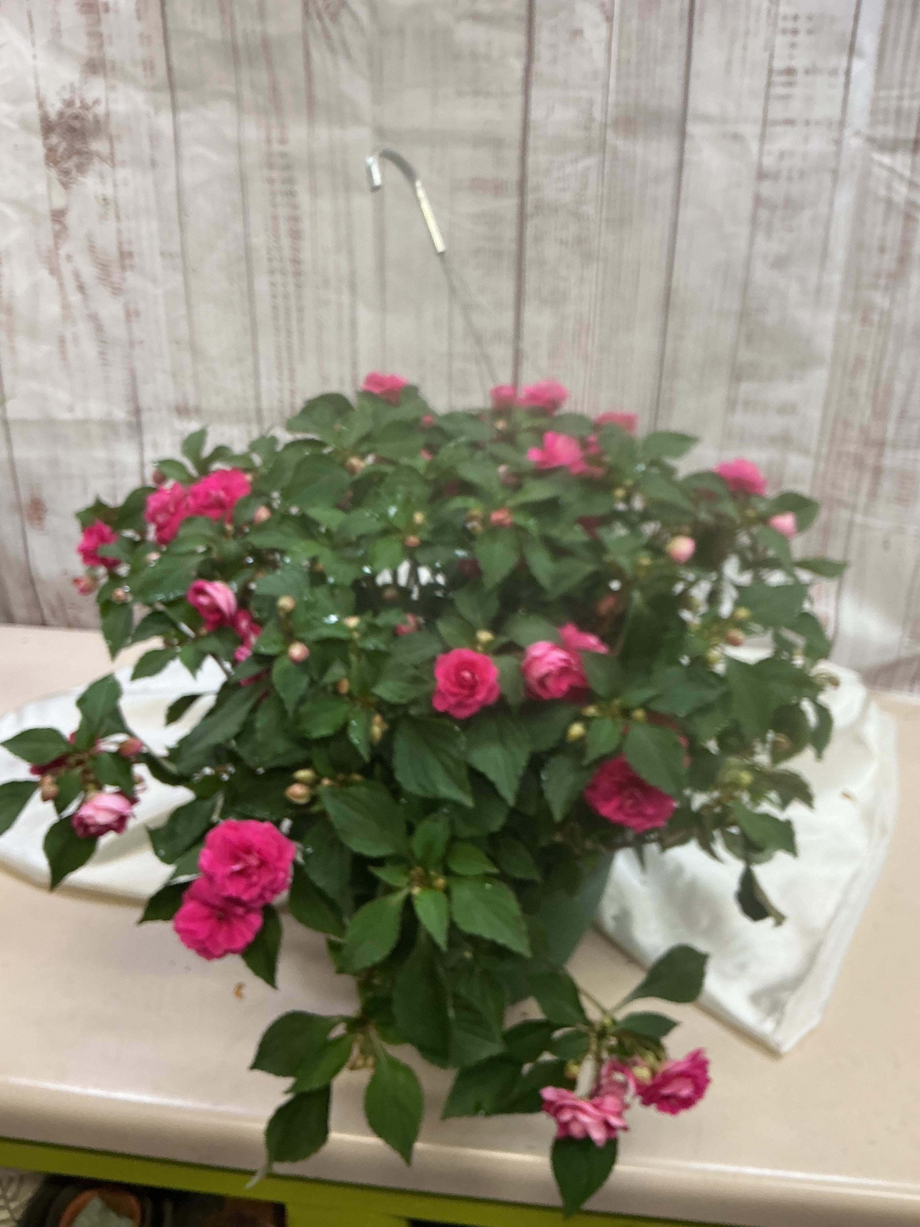 Double Rose Impatien
