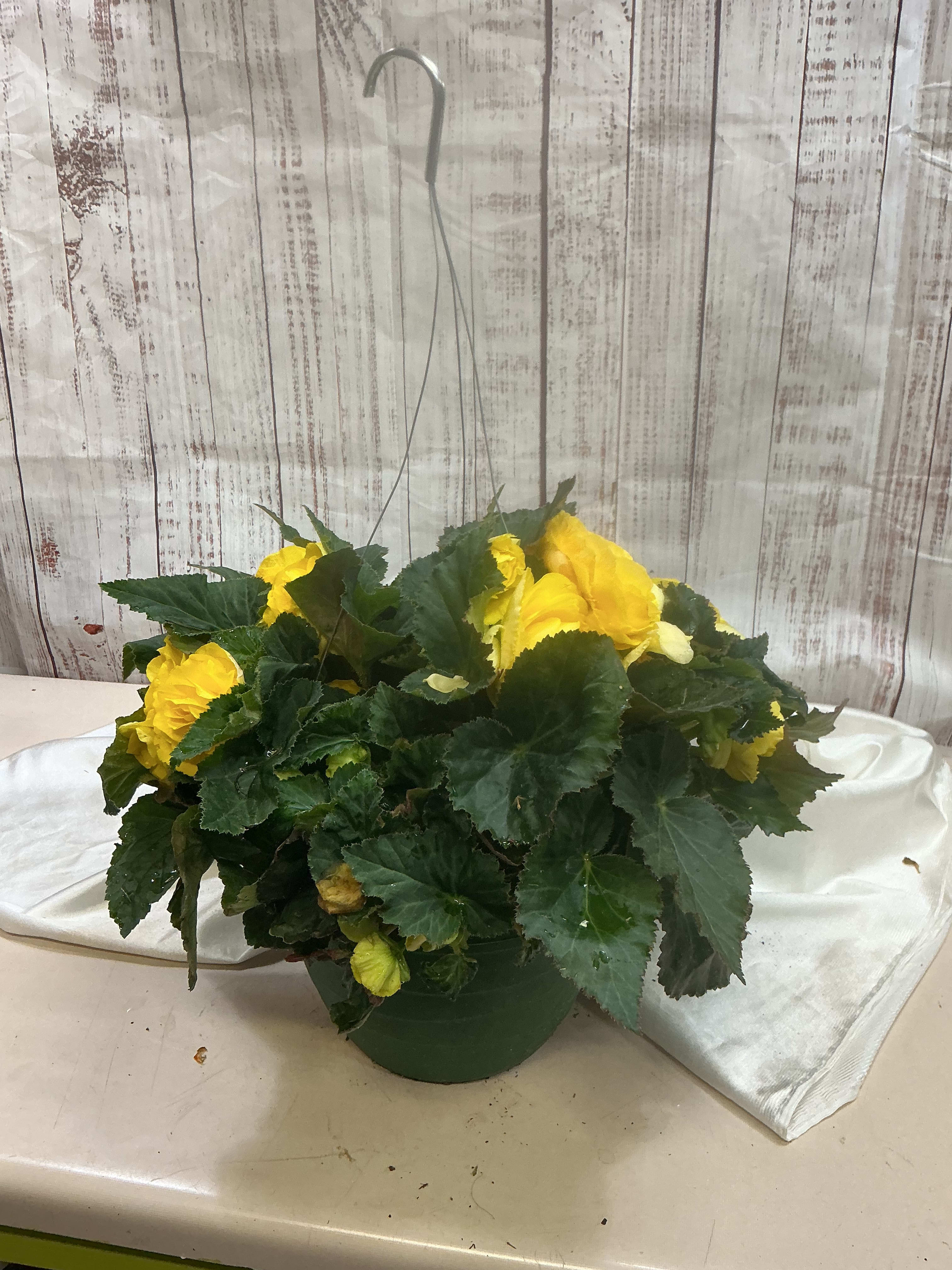 Nonstop Begonia