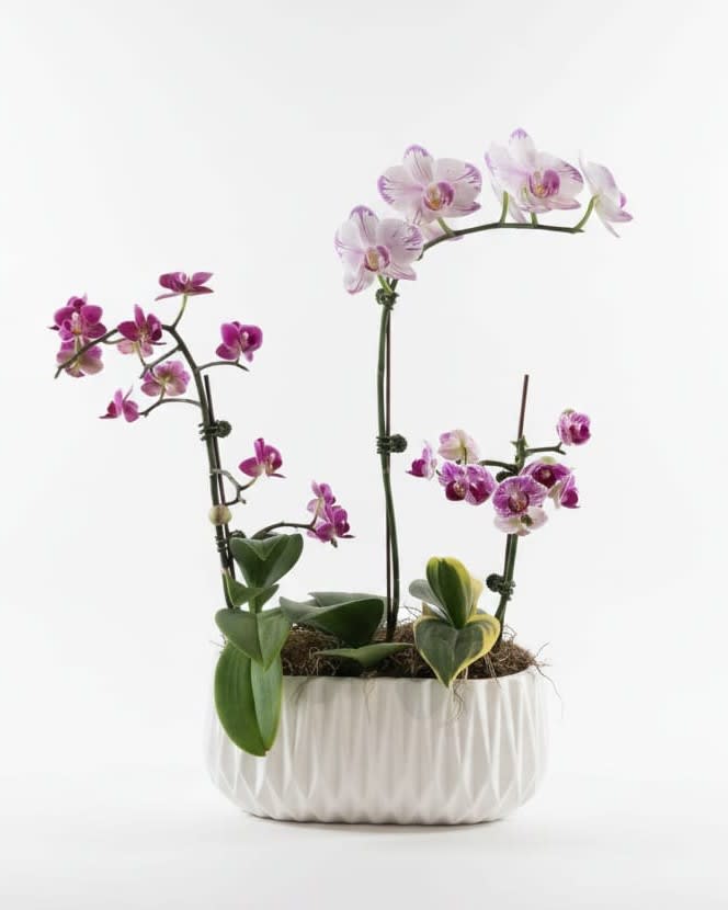 Mini Orchids Trio Flower Bouquet