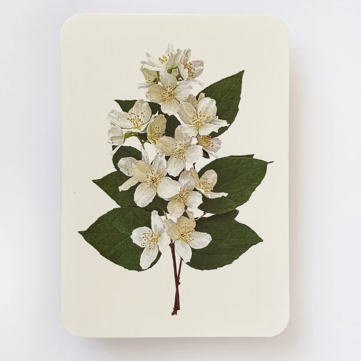 Orange Blossom Card