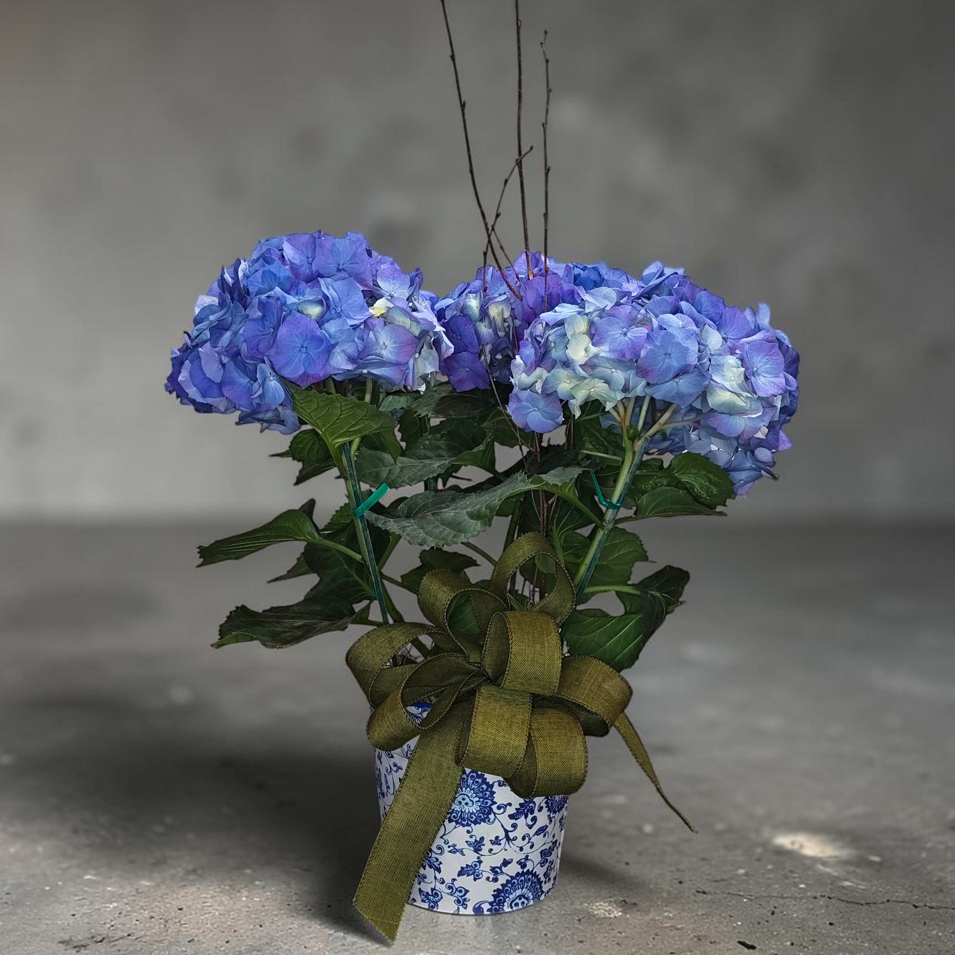 Potted Hydrangea