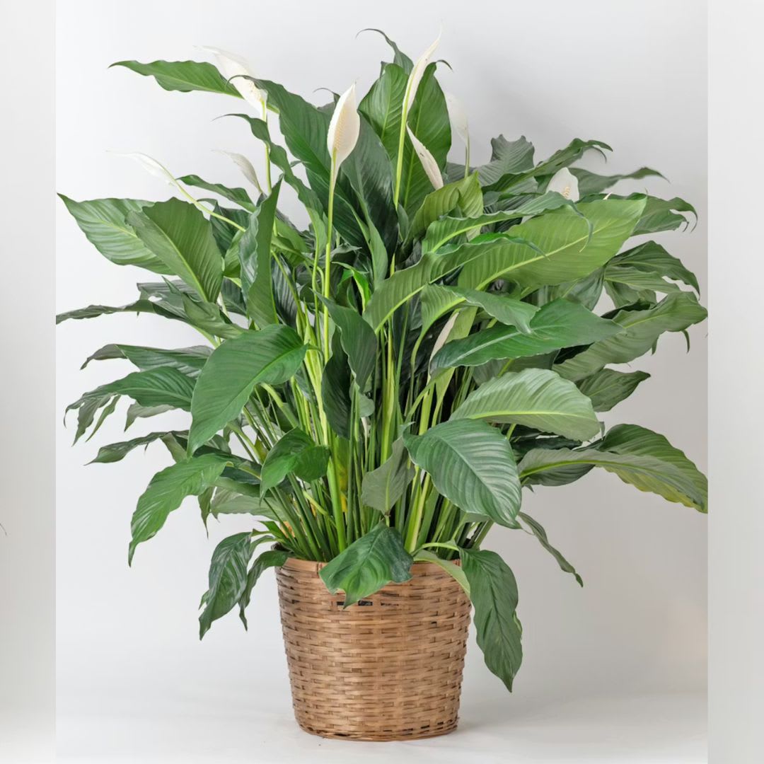Peace Lily Plant- Large