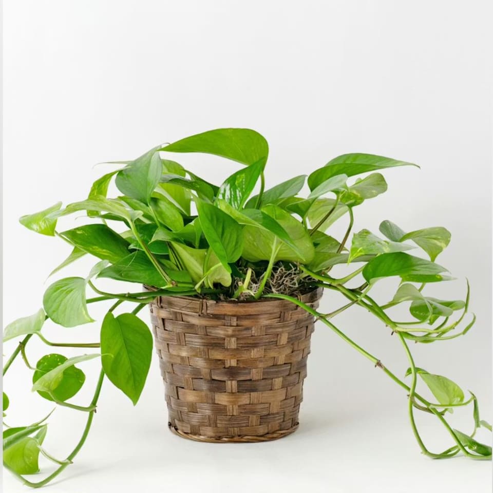 Pothos Ivy Plant