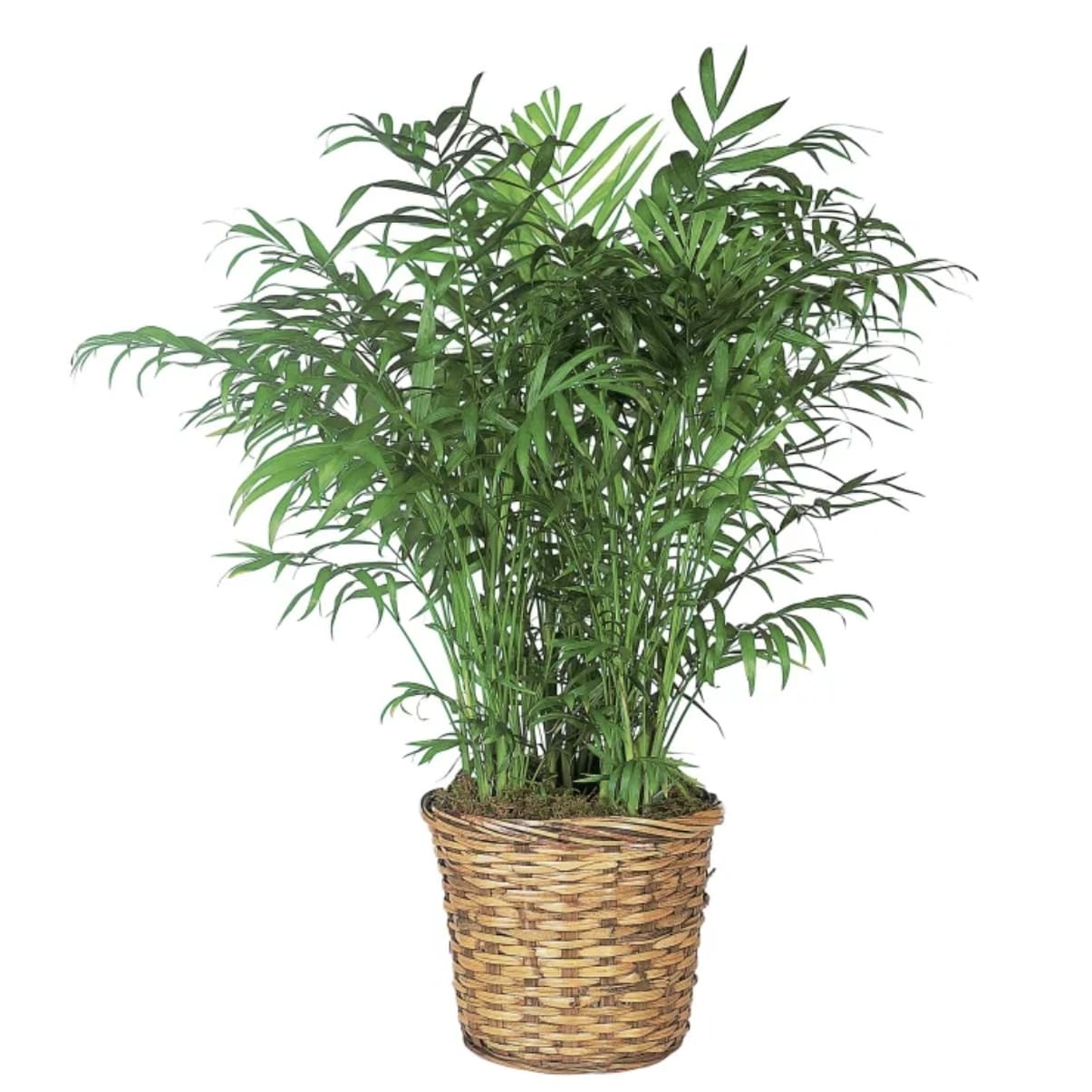 Bella Palm Plant-Medium Flower Bouquet