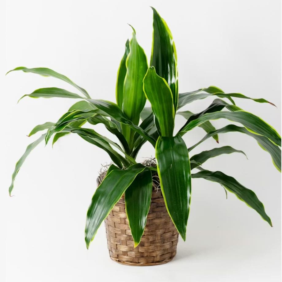 Janet Craig Dracaena Plant Flower Bouquet