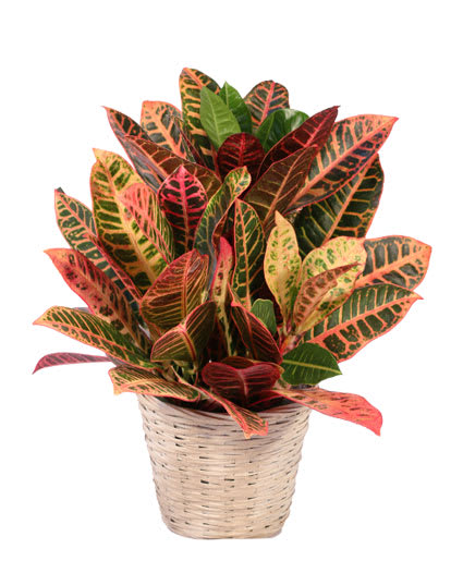 Croton Plant Flower Bouquet