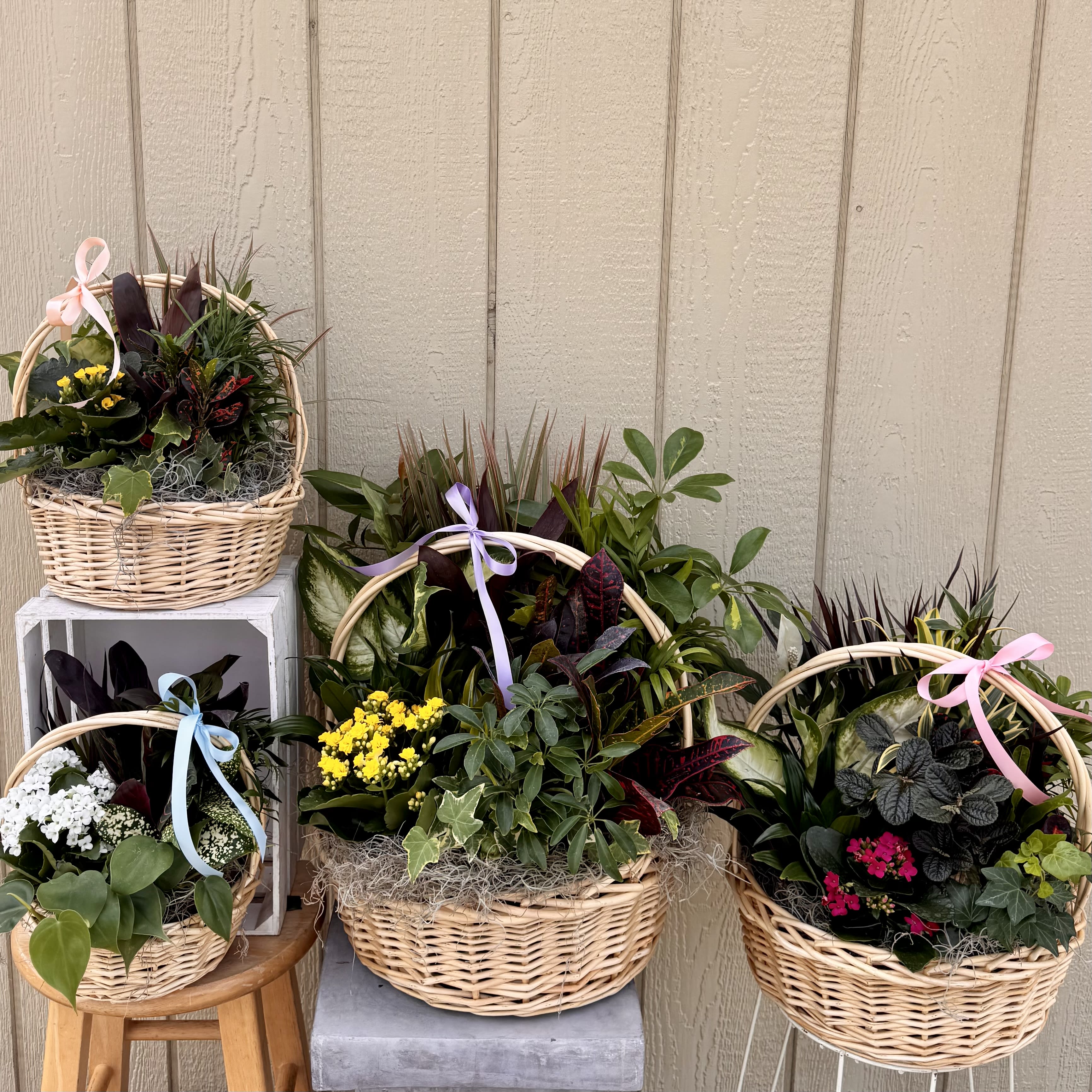 Dishgarden Basket