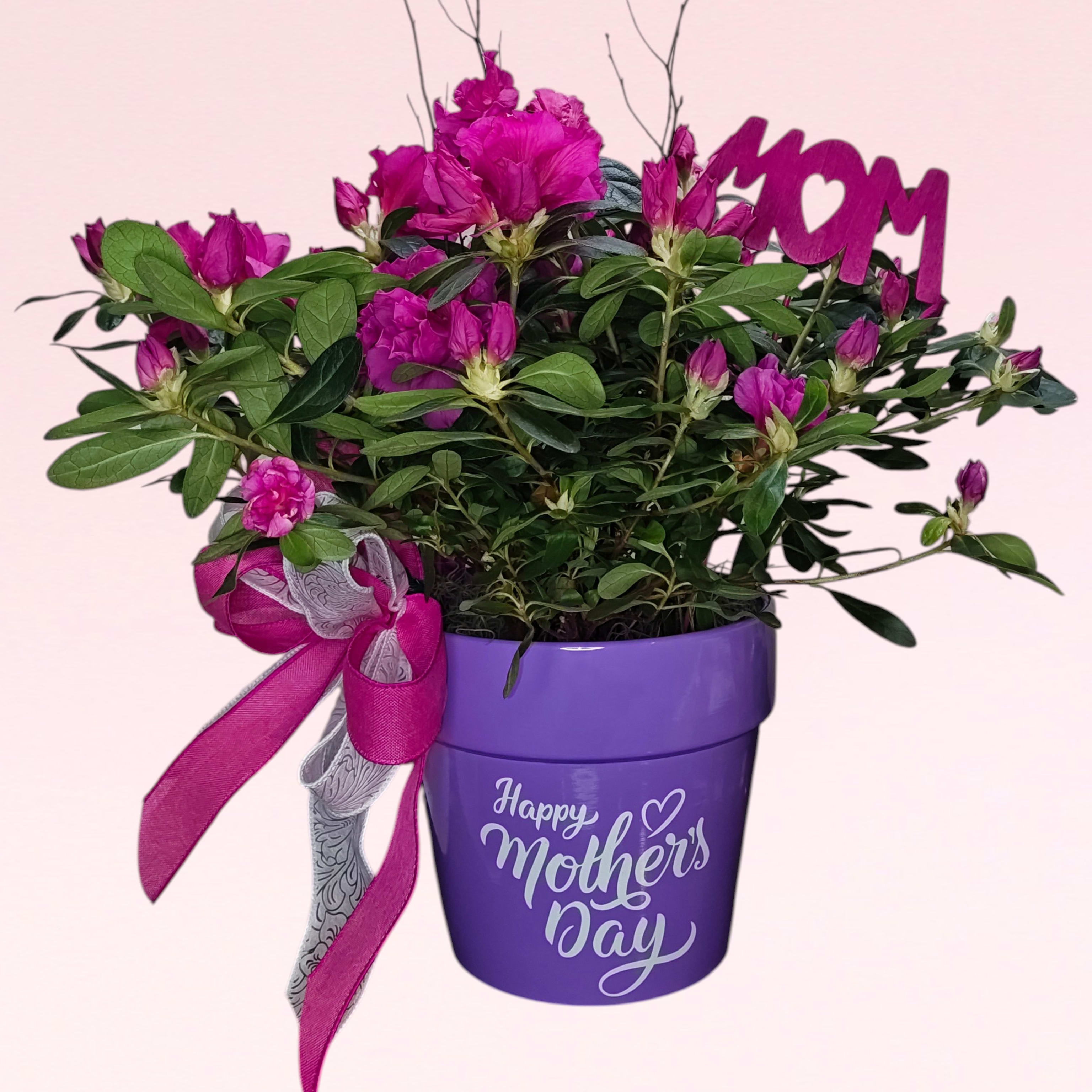 Mother's Azalea