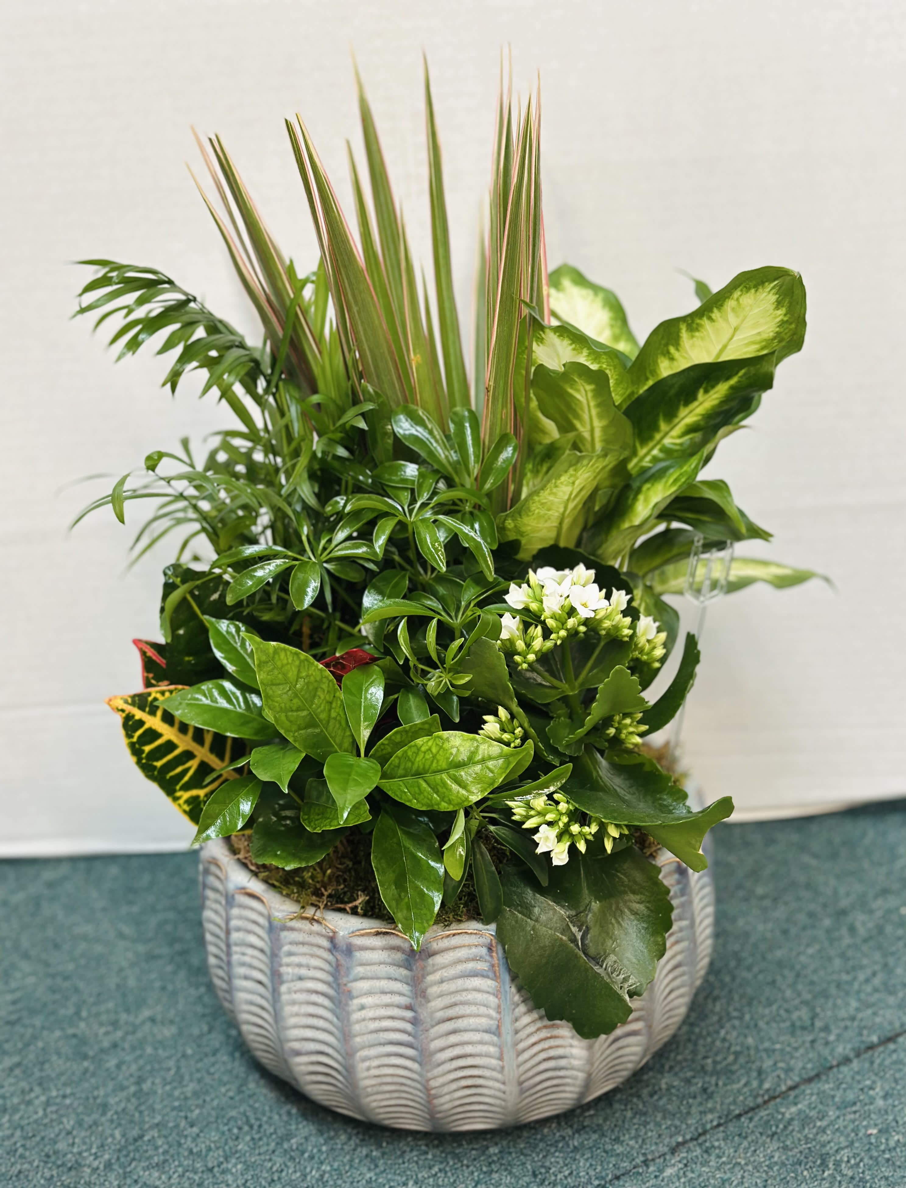 Dish Garden - Medium