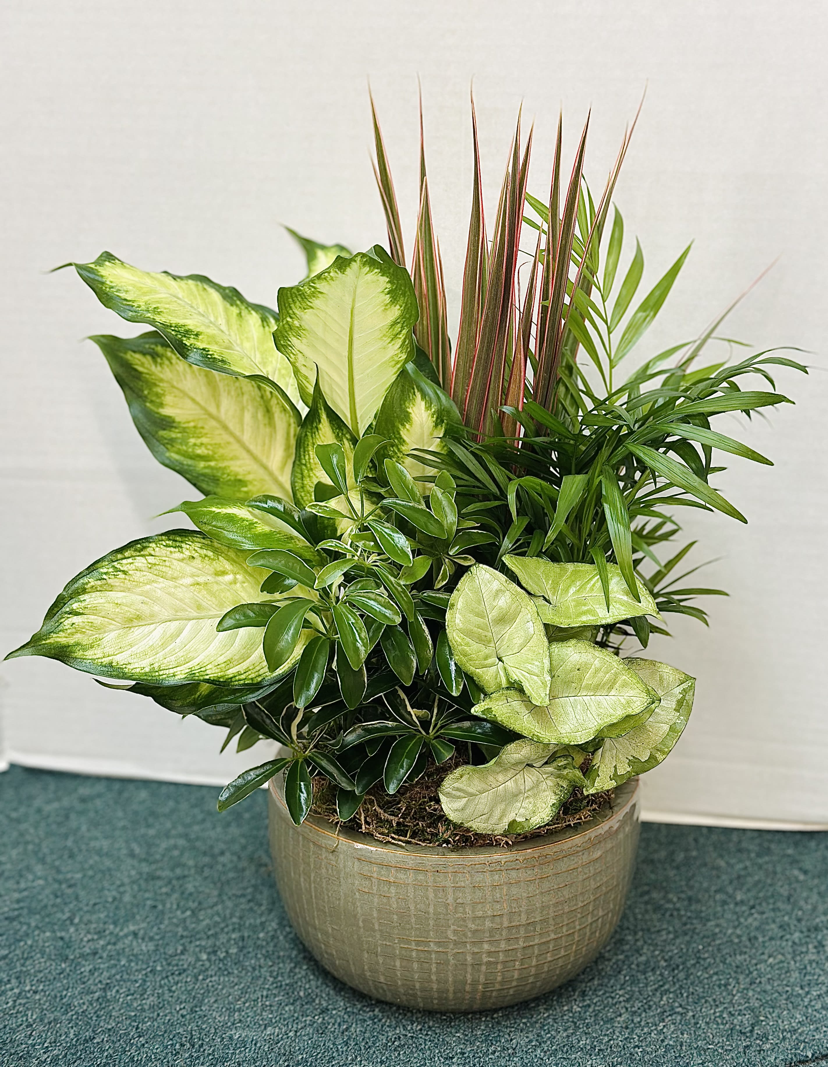 Dish Garden - Small