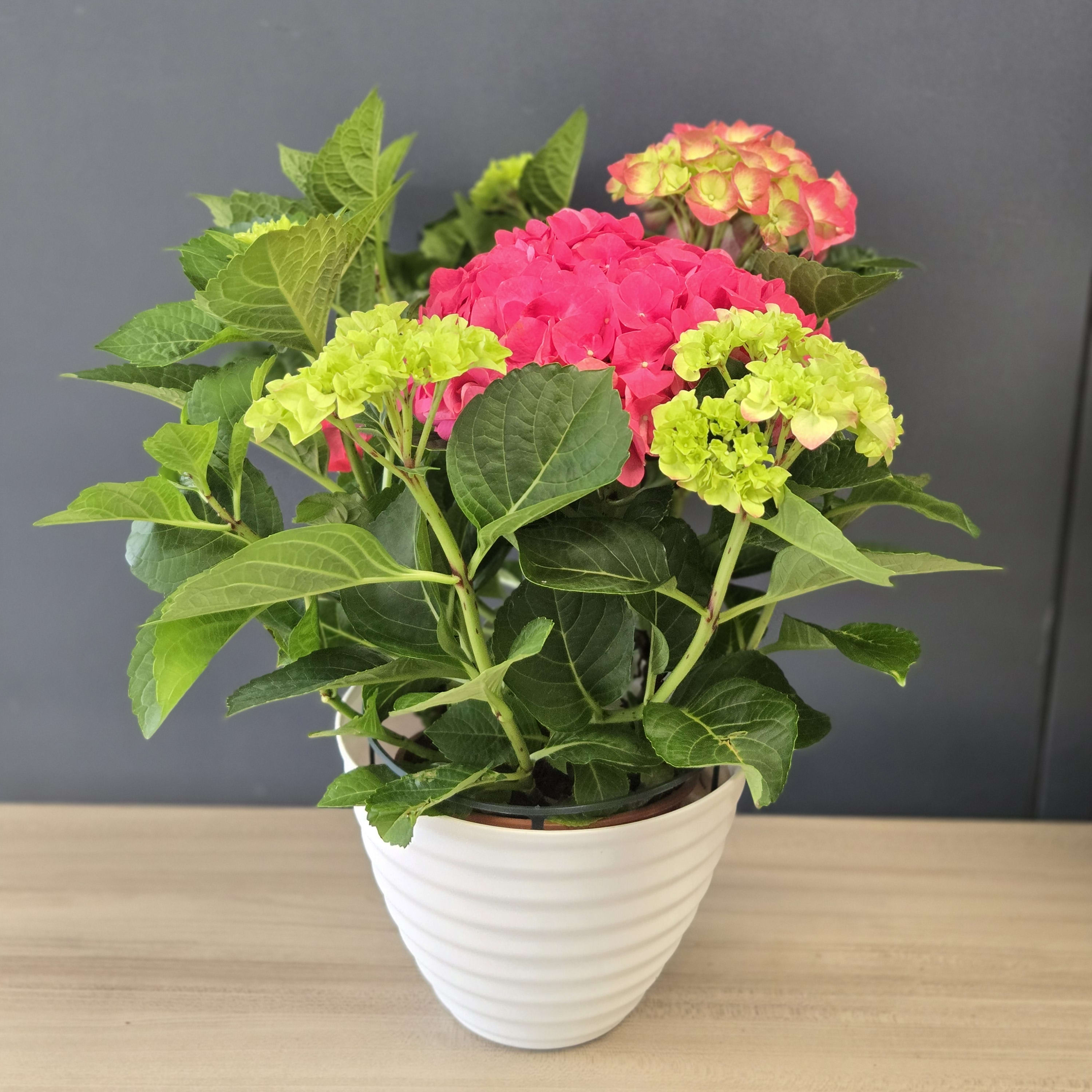 Hydrangea