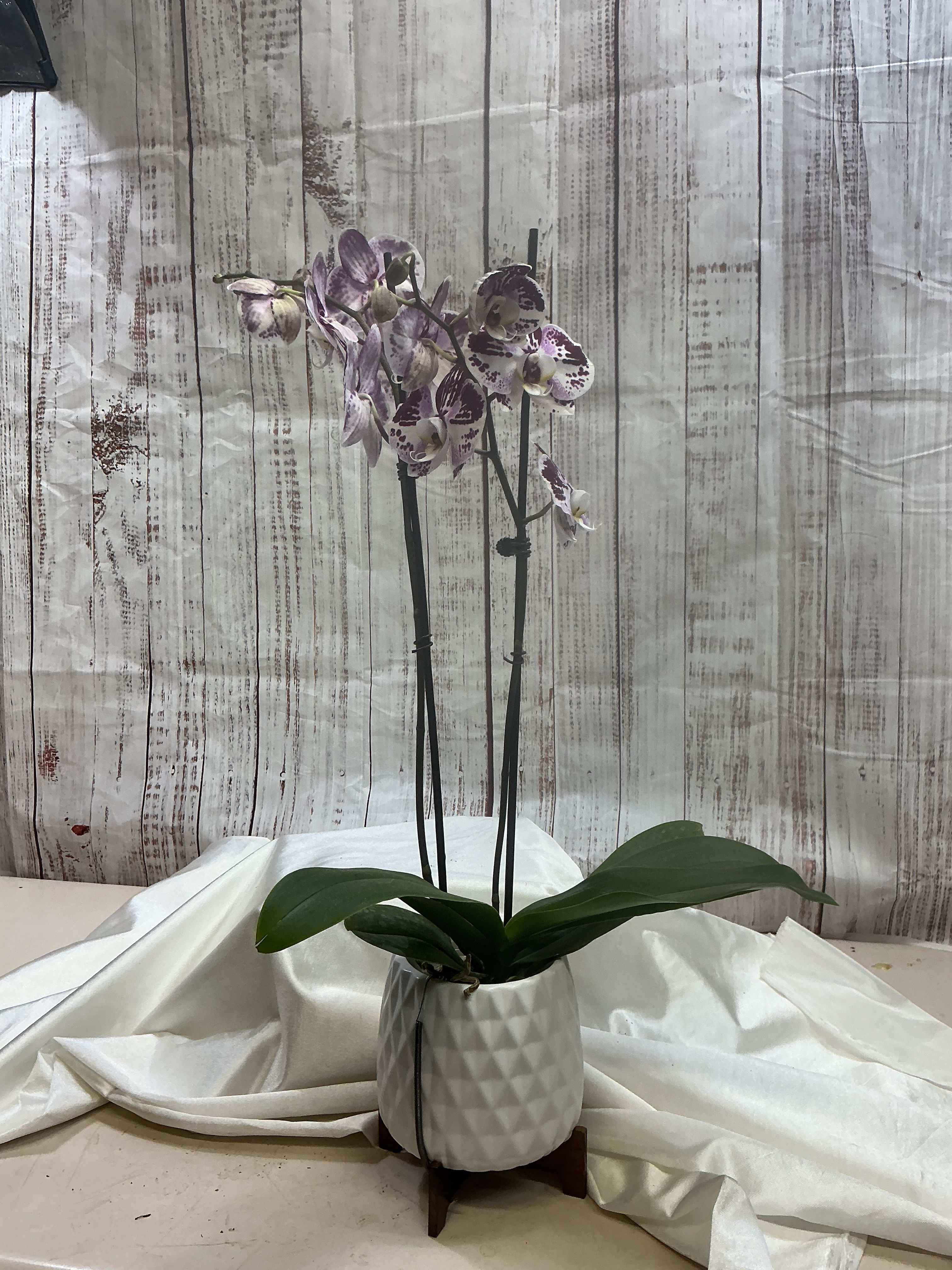 Orchid Plant