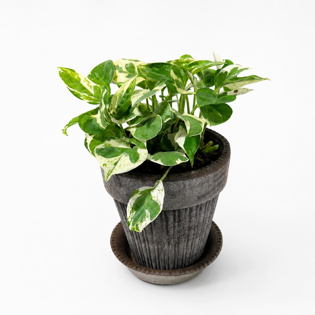 POTHOS