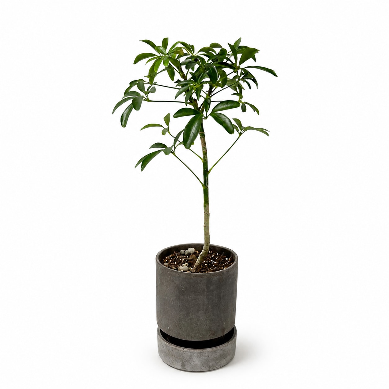 ARBORICOLA