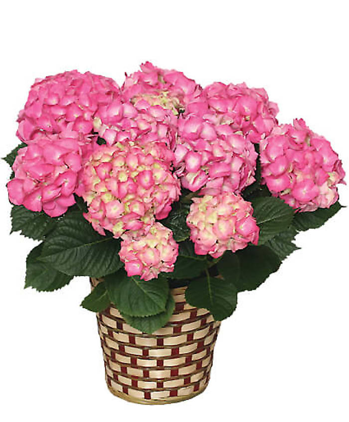 Pink Hydrangea Flower Bouquet