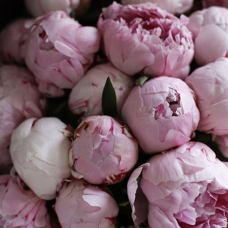 Peony Bunch Flower Bouquet