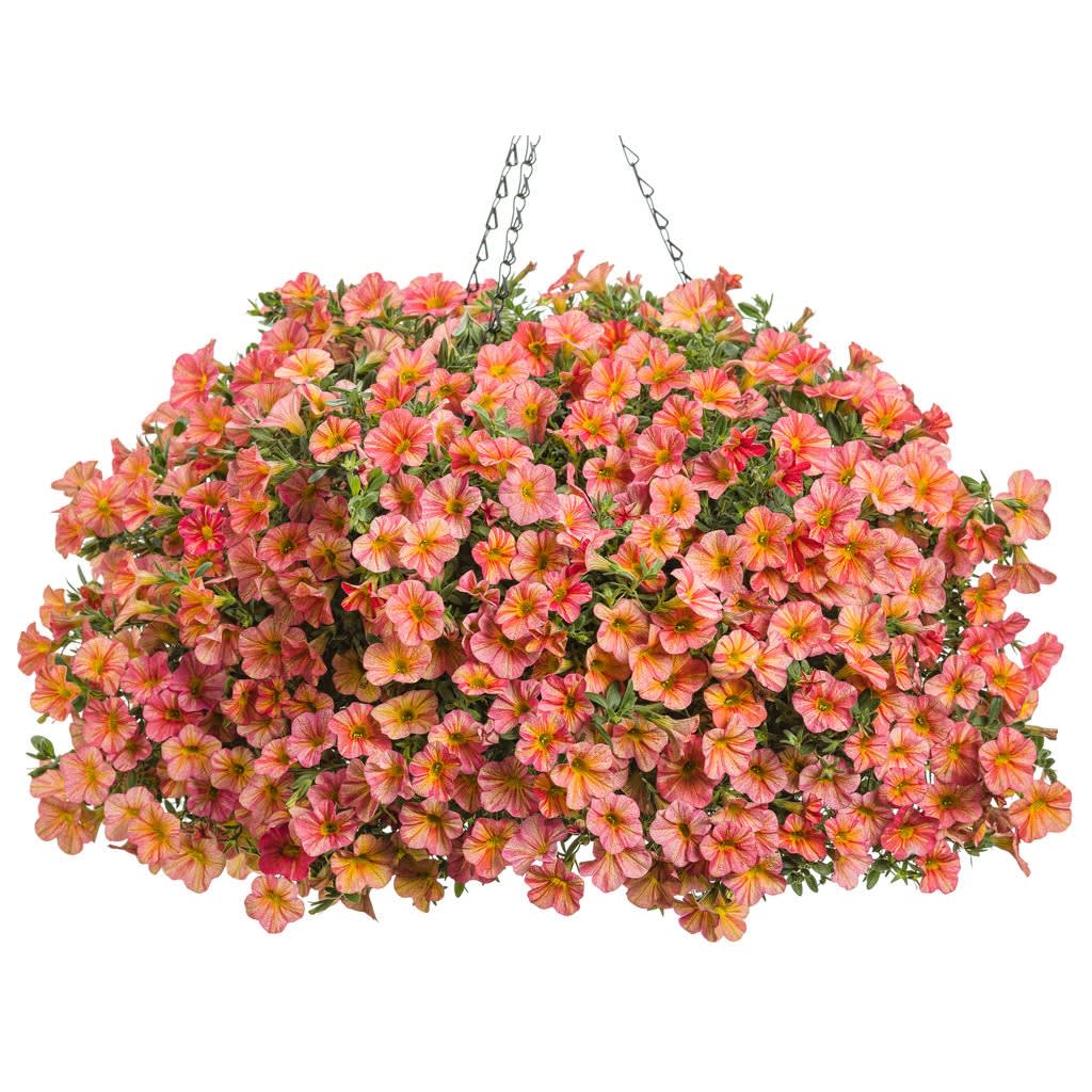 HANGING FLOWER BASKET Flower Bouquet