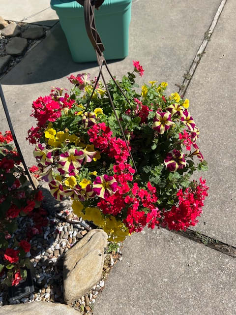 Petunia Mixed Baskets