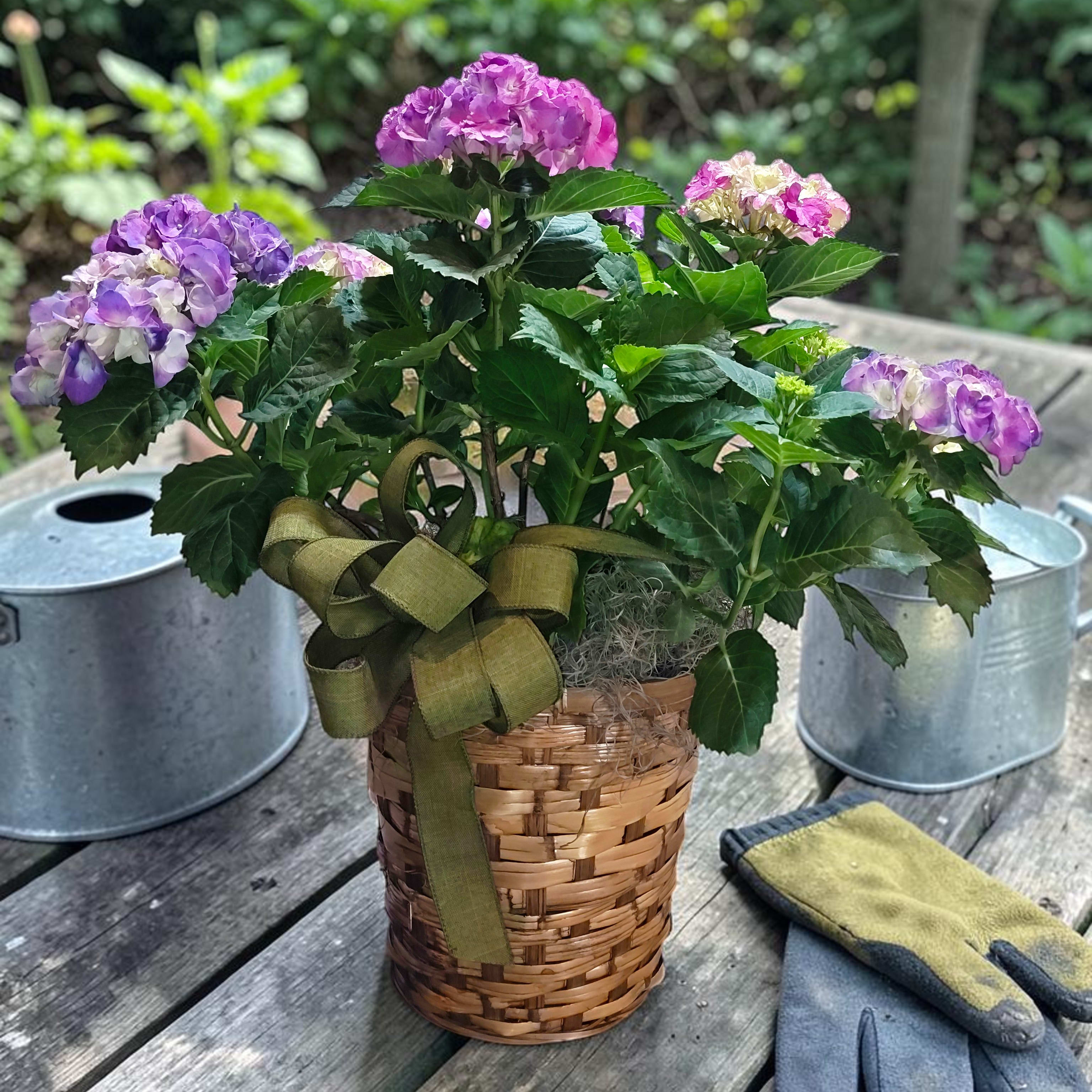 Potted Hydrangea