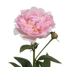 Peonies