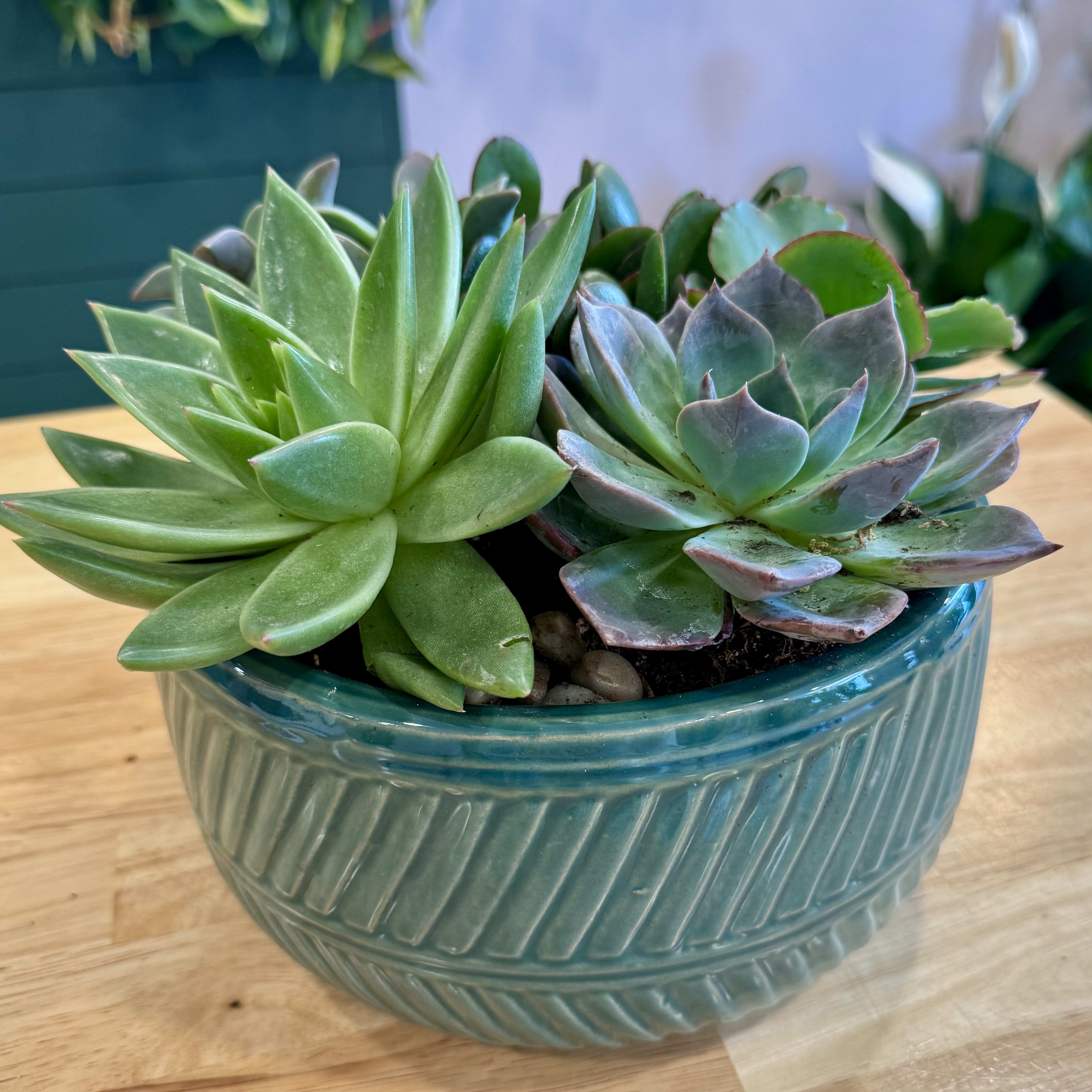 Ceramic Succulent Dish Garden Flower Bouquet