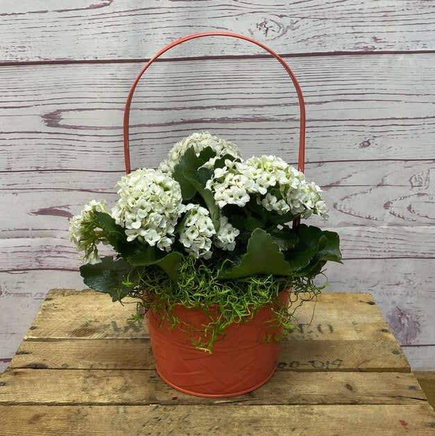 Blooming Kalanchoe Plant