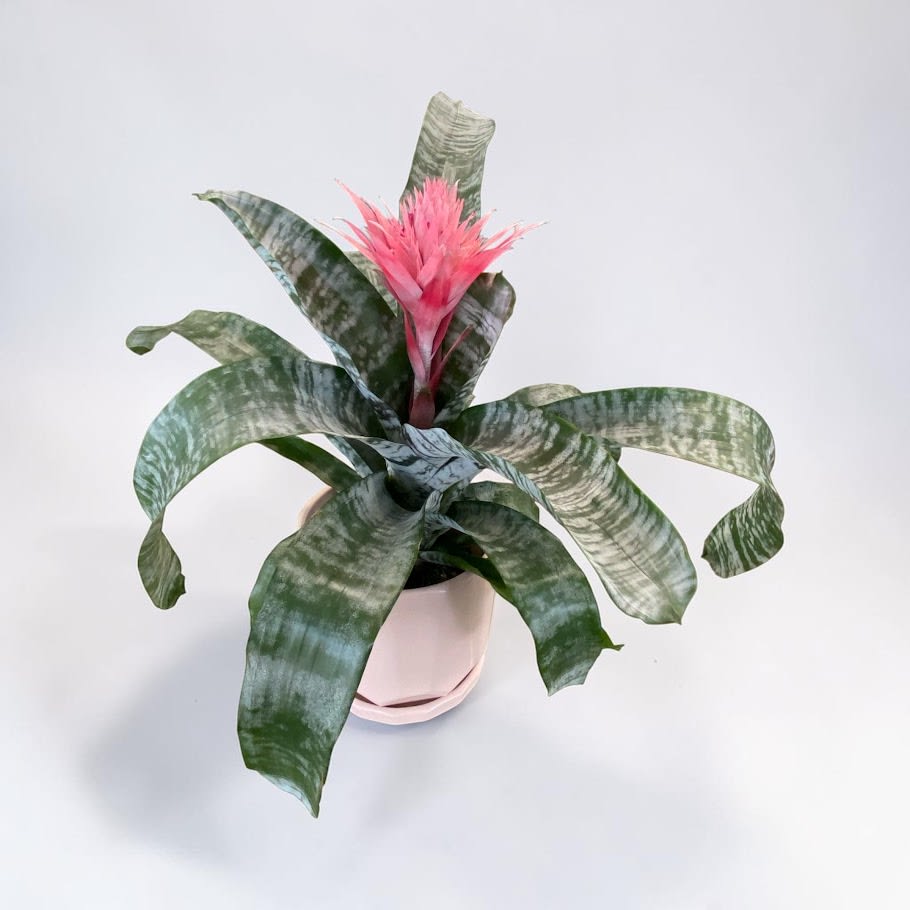 Silver Bromeliad Flower Bouquet