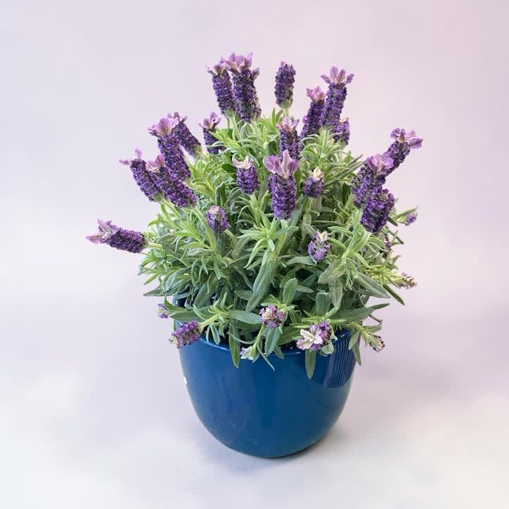 English Lavender Flower Bouquet