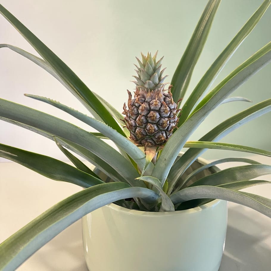Pineapple Plant Flower Bouquet