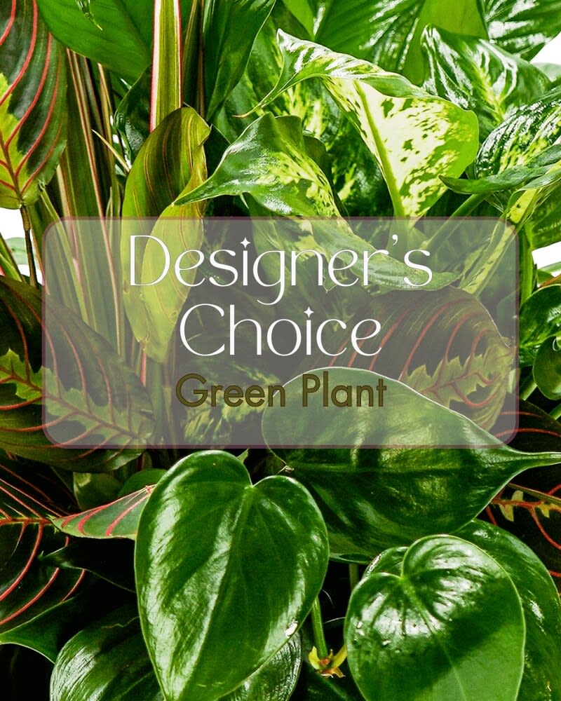 Green Plant Deal of the Day Flower Bouquet