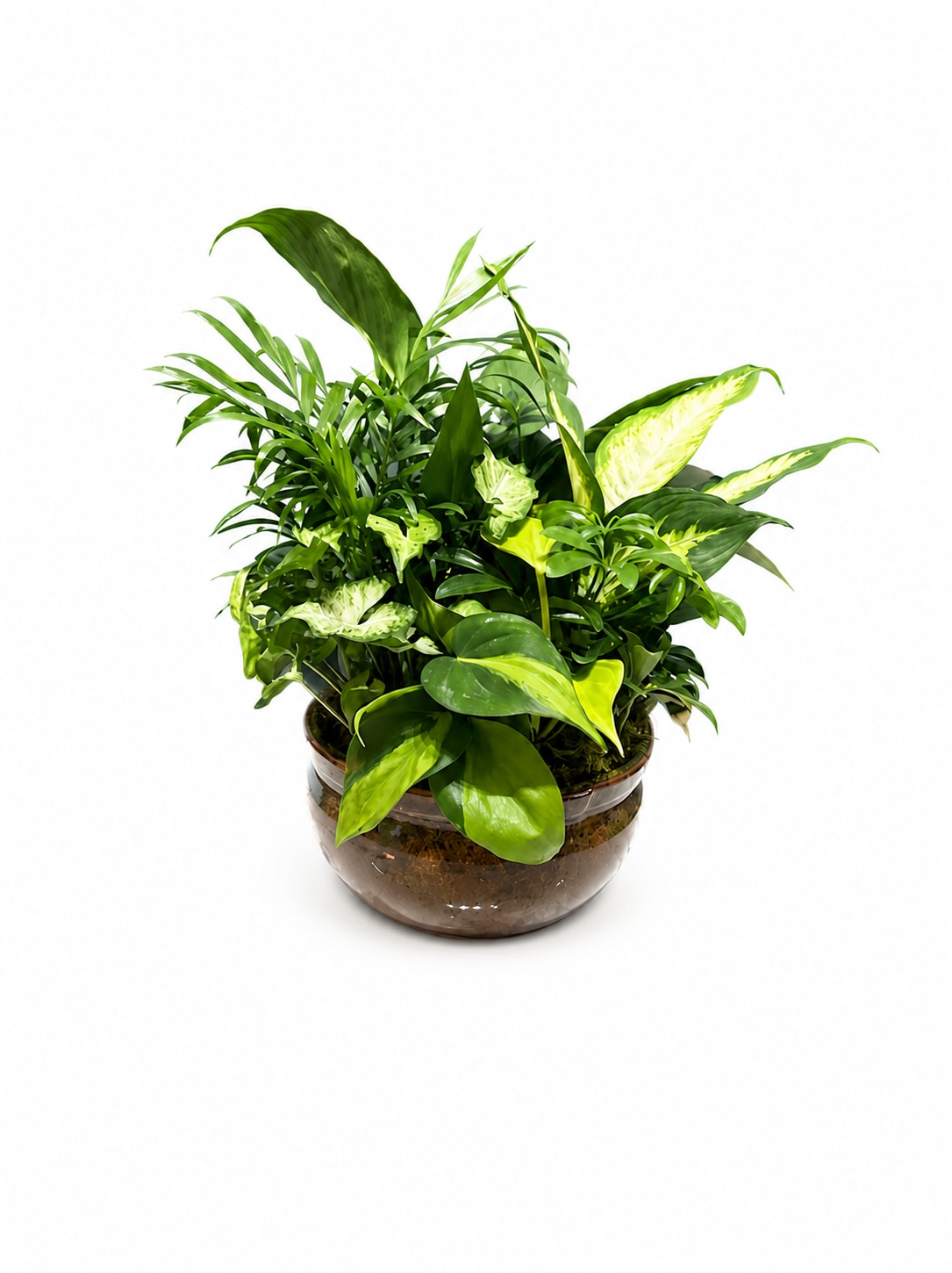 Urban Jungle Bowl