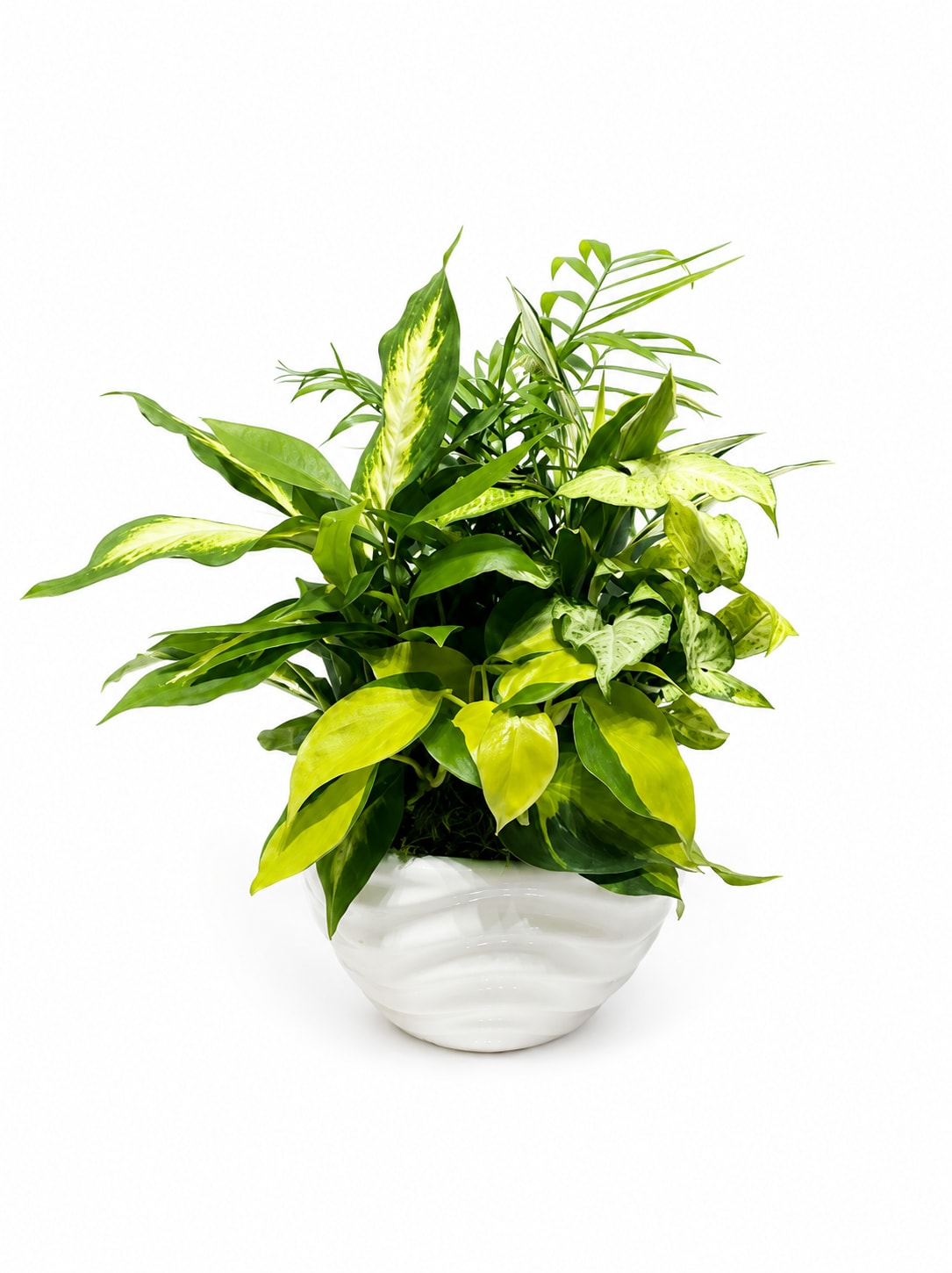 Golden Leaf Tropical Mix