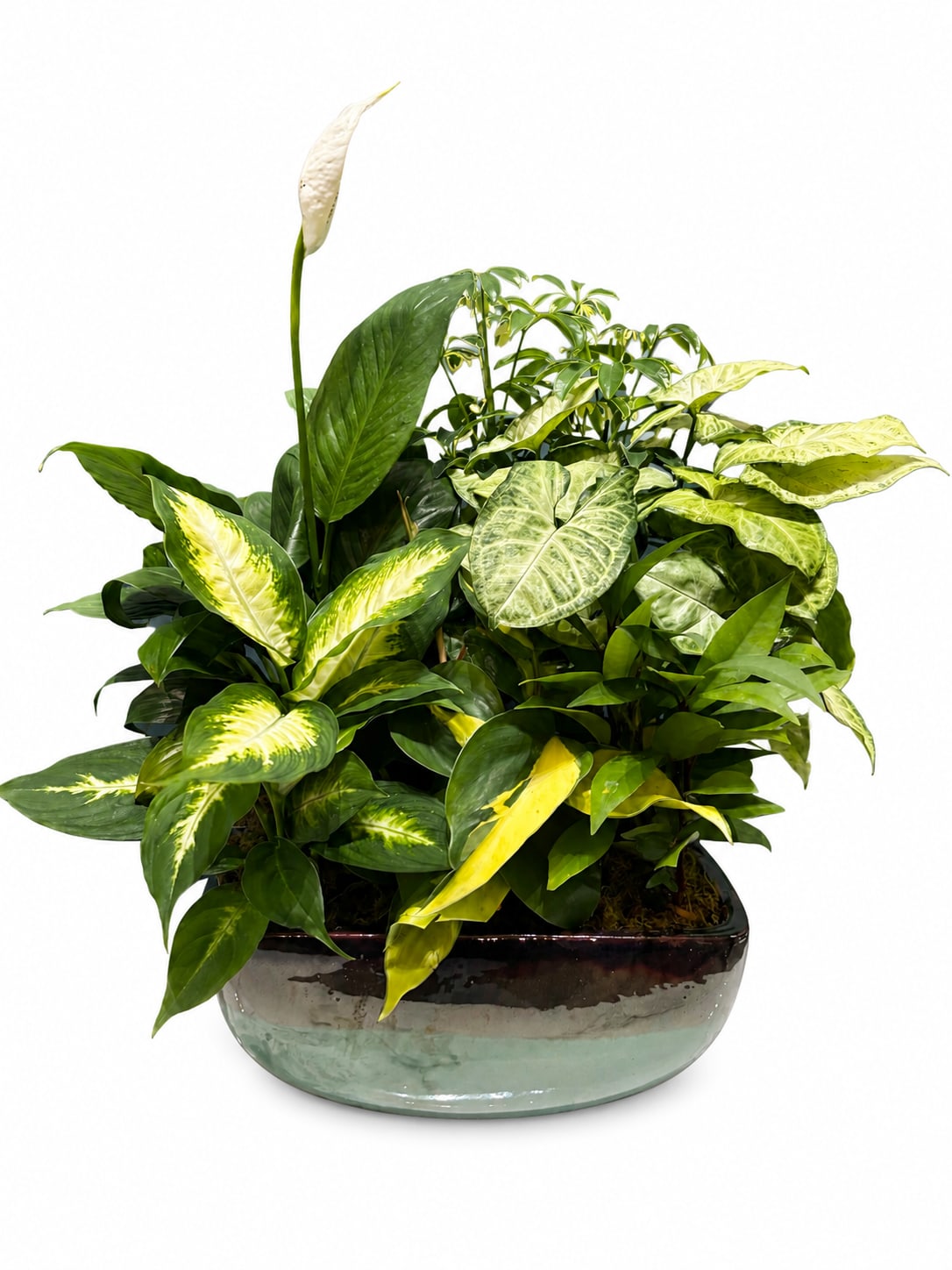 Rainforest Elegance