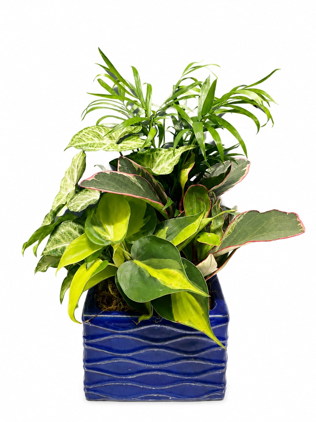Tropical Tide Garden