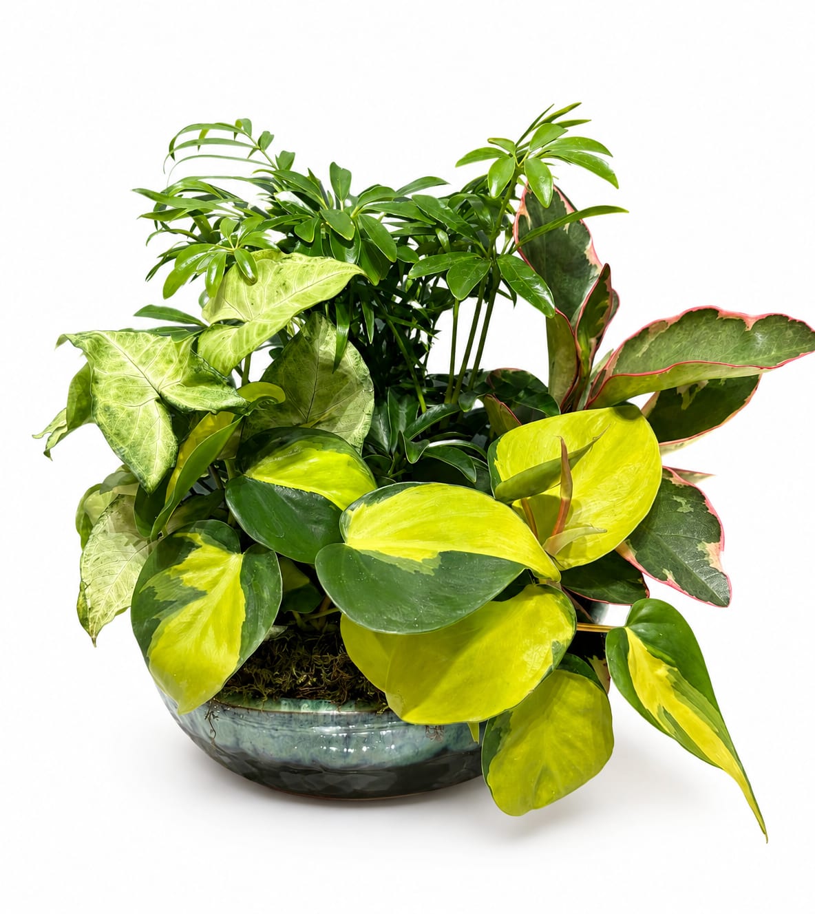 Lush Horizon Planter