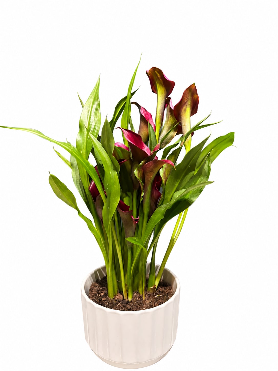 Velvet Sunset Calla