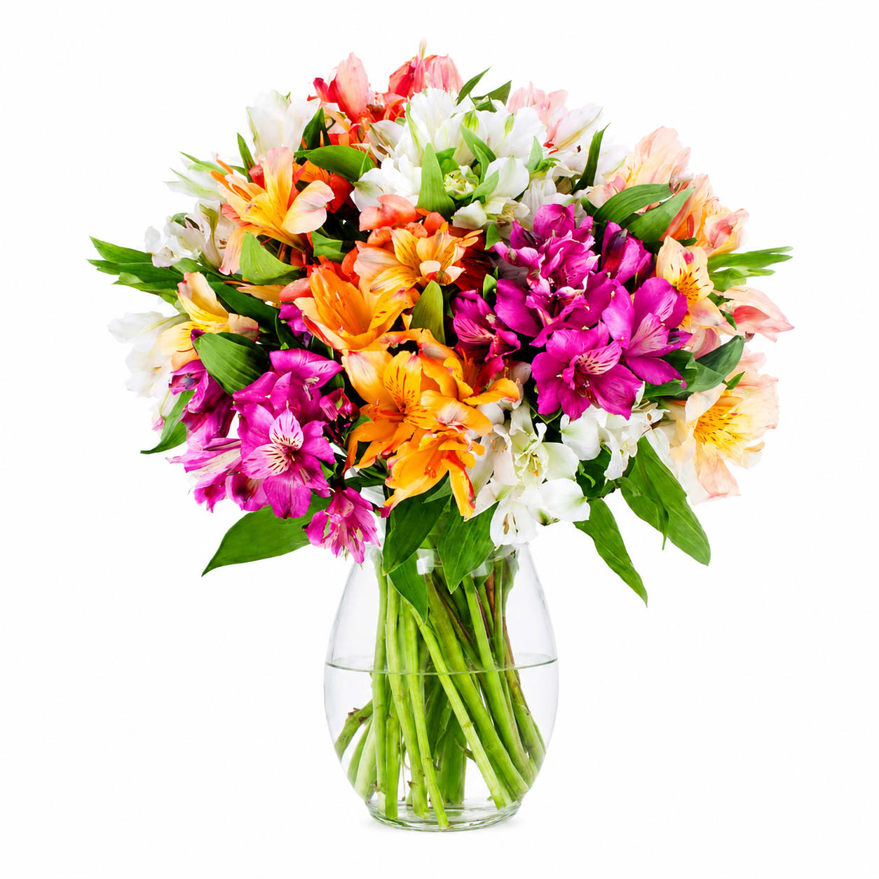 Radiant Alstroemeria