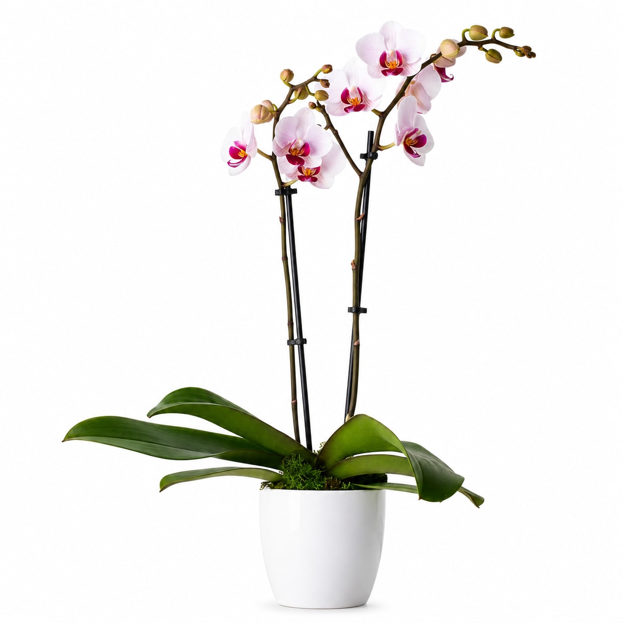 Enchanting Orchid Plant