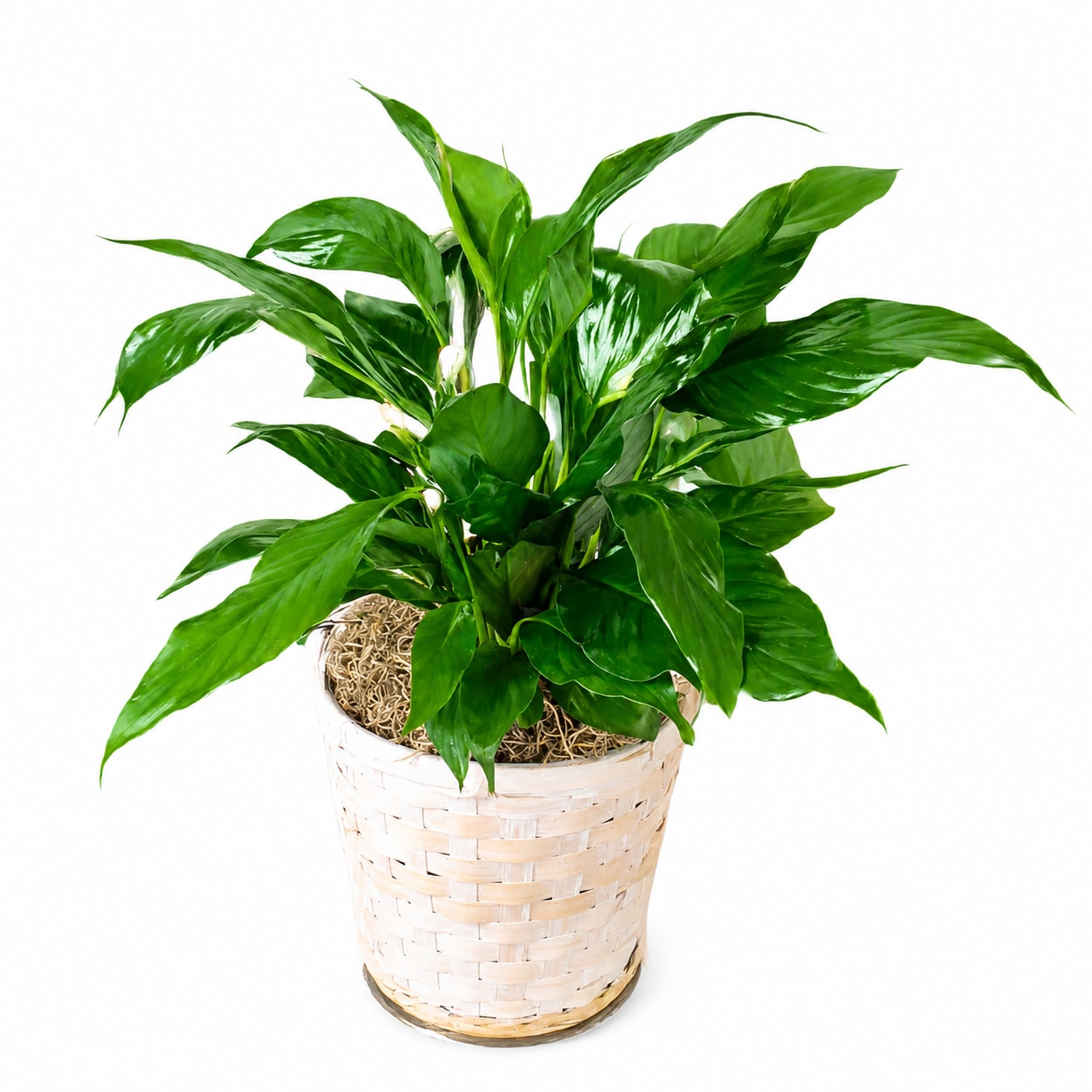 Sympathy Peace lily