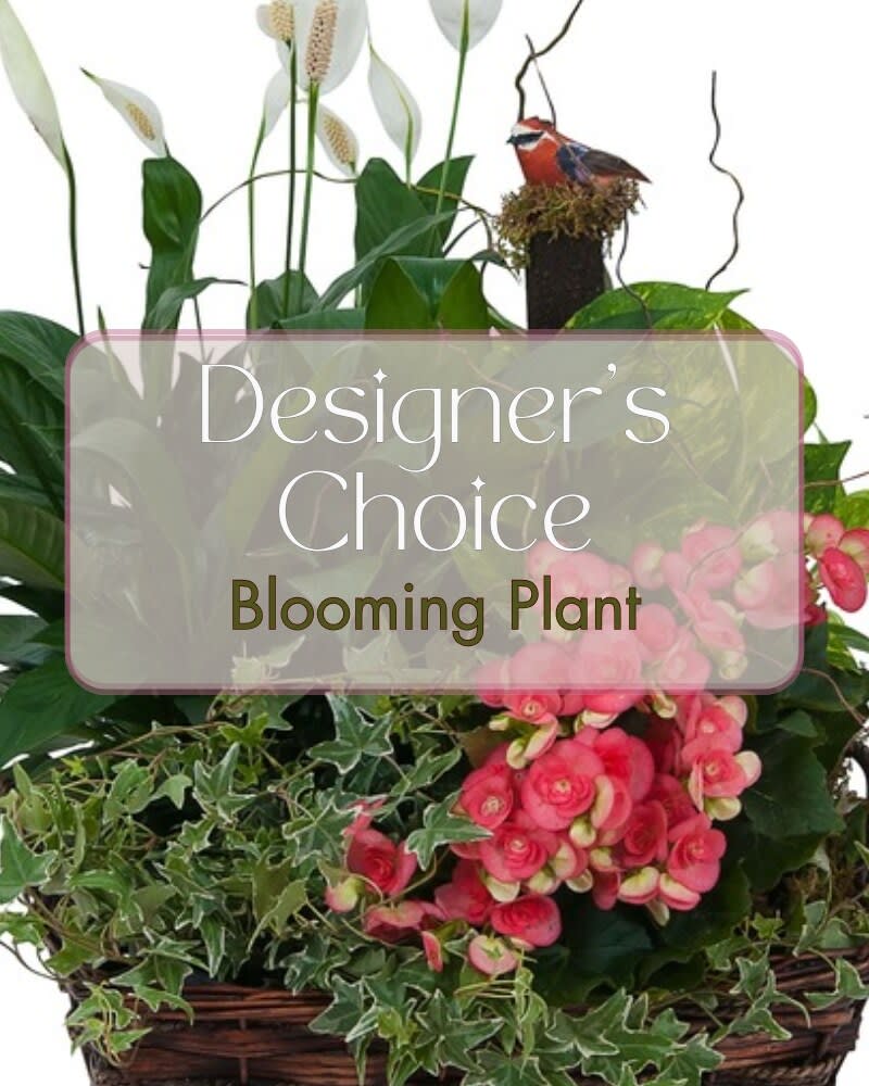 Blooming Plant Deal of the Day Flower Bouquet