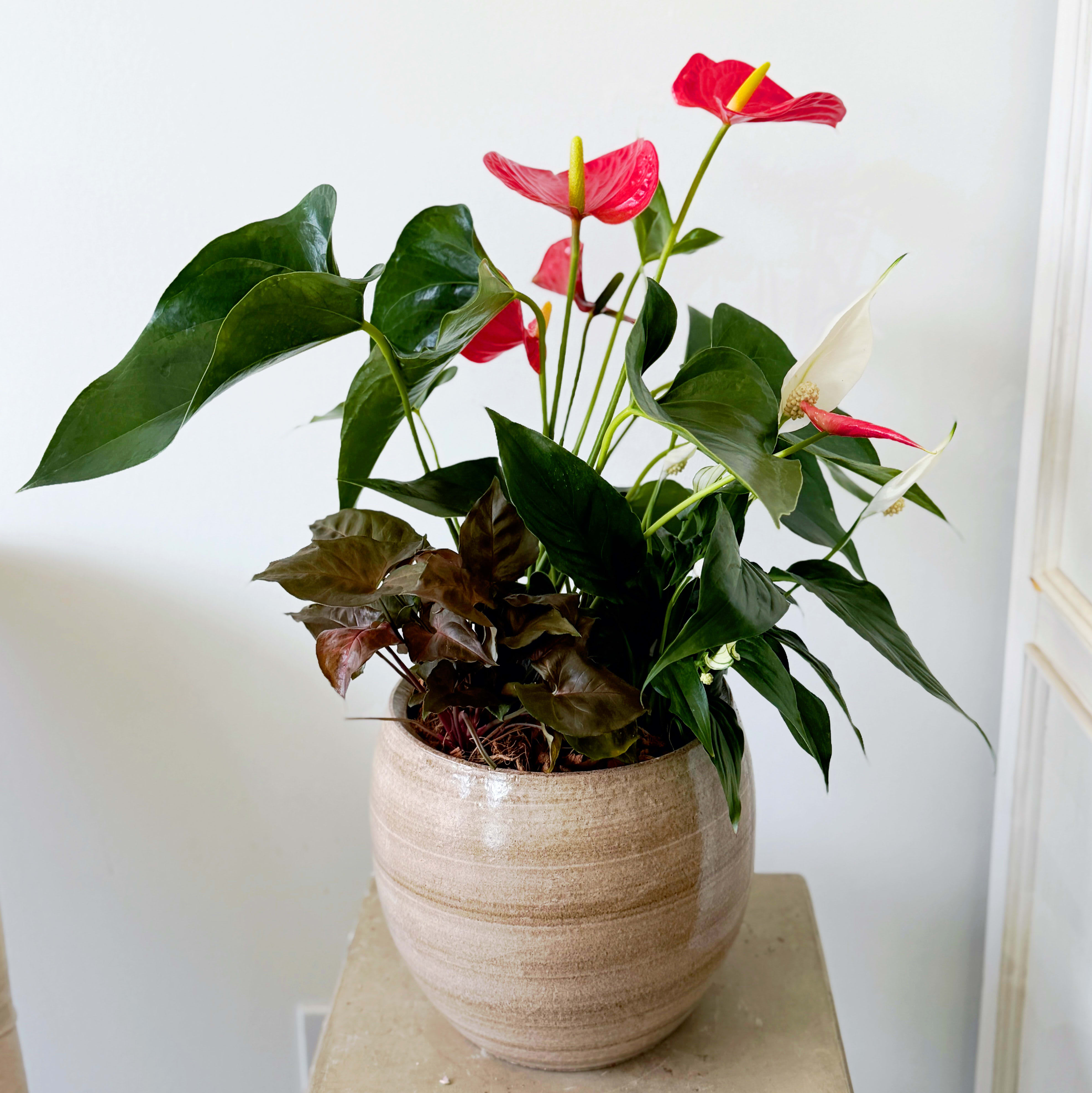 Crestia Anthurium Planter Flower Bouquet