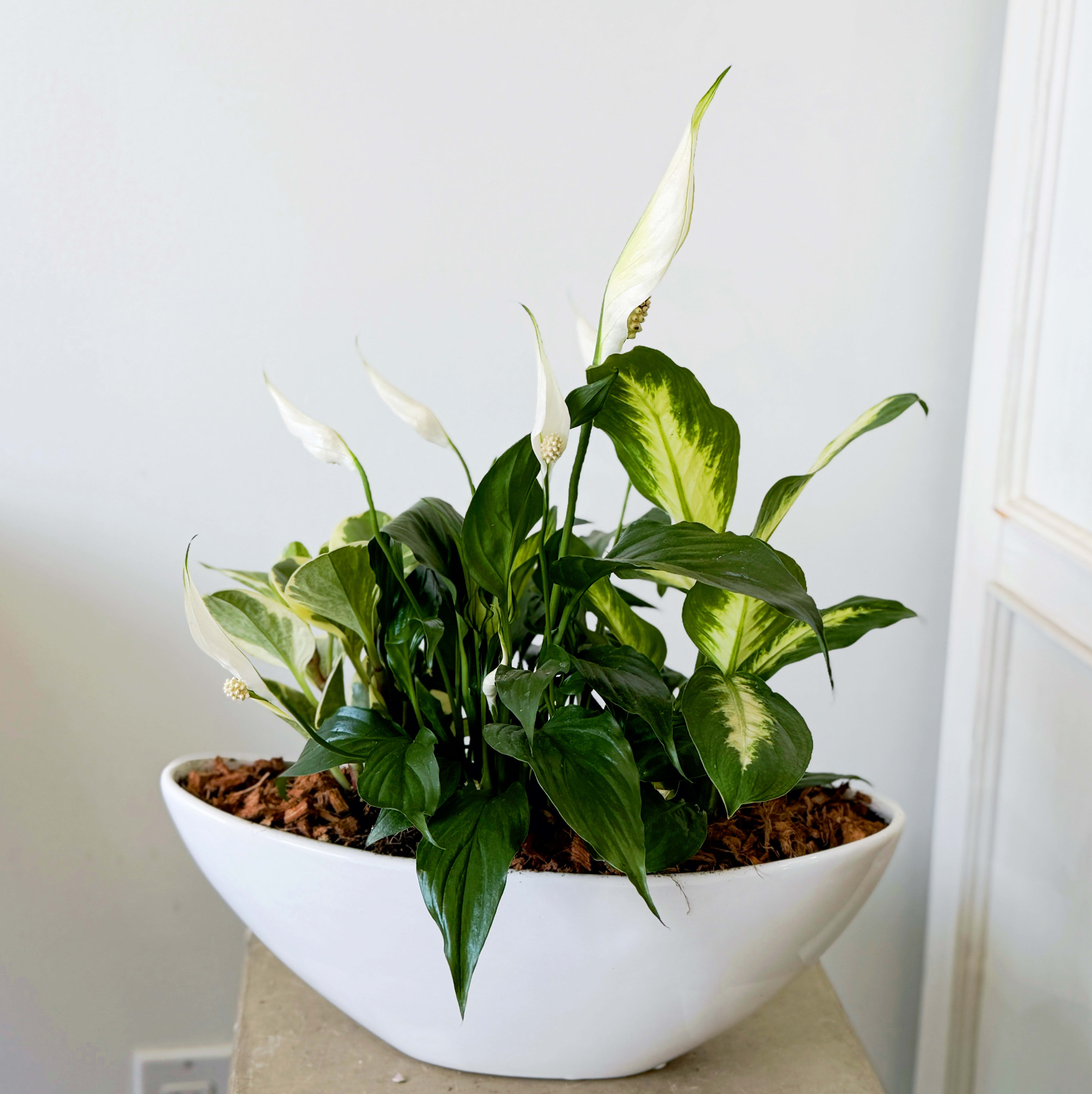 Curved Ceramic Peace Lily Boat Planter Flower Bouquet