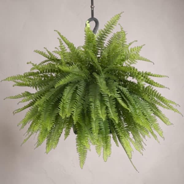 Boston Fern