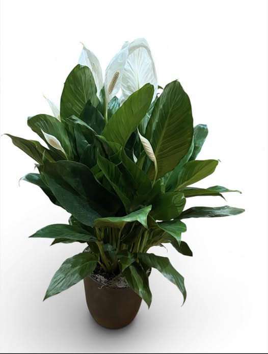 Tranquility Peace Lily Plant